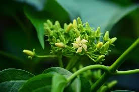 Gymnema Sylvestre leaf extract, a natural ingredient in GlycoMelt for blood sugar support